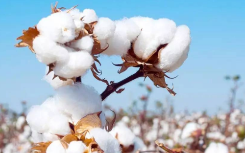 棉花期貨波動受哪些因素影響？棉花